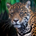 Panther